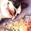bulldog brain on cake at wholly frap