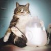 kitty milk it front at wholly frap